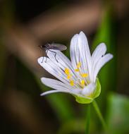 insect on a small white flower