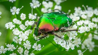 macro nature Insect Coleoptera
