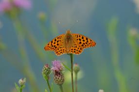 Butterfly Insect