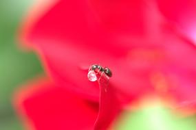 Ant Sugar Drops Drip