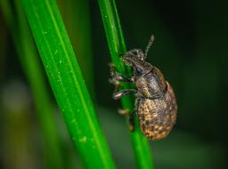Macro Insect Beetle