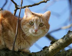 Pet Cat Tree