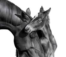 foal horse mare black and white illustration