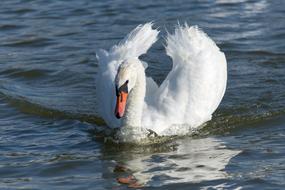 Swan Bird Lake