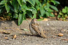 Sparrow Bird Nature
