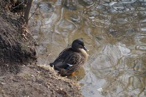 Duck Water Animal