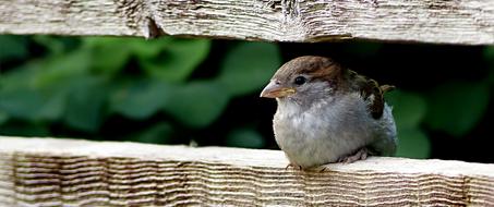 Animal Bird Sparrow