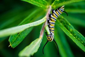 Caterpillar Monarch Larva