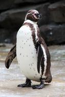 Penguin Zoo Bird