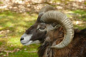 Goat Ram Horns