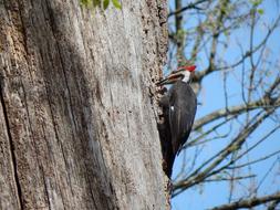 Pileated Woodpecker