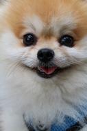 Dog Puppy Pet