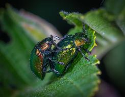 Macro Insect Beetle