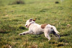 Dog Field Playing Small