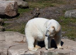 Polar Bear Animal Predator