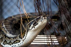 beautiful snake in the zoo