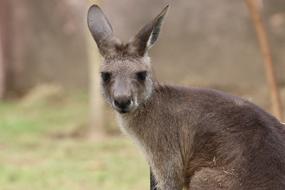 Kangaroo Front