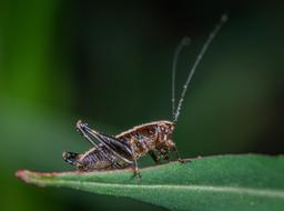 Insect Grasshopper Sheet