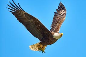 Bald Eagle Bird Flight