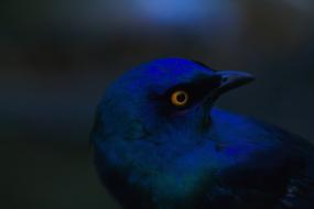 Blue Birds Of Eden