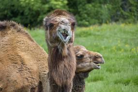 Dromedary Funny Two