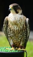 Peregrine Falcon Raptor