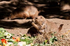 Prairie Dog Animal Rodent