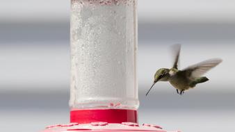 Ruby-Throated Hummingbird