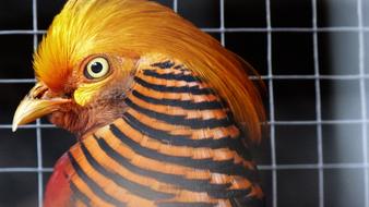 Bird Nature Farm