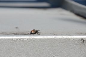 Insect Visitor Doodlebug