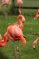 Flamingo Bird Feather