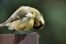 Tit Songbird Small Bird