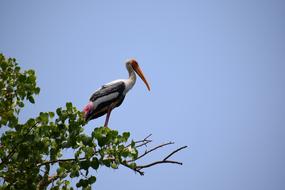 Heron Bird
