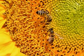 Sunflower Bee Honey