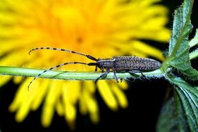 nature flower Insect blur macro