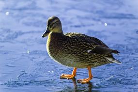 Ice Duck Snow