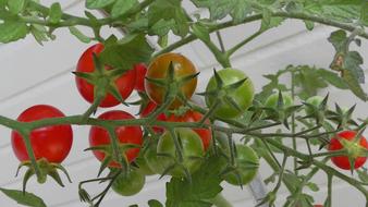 garden tomatoes on a branch