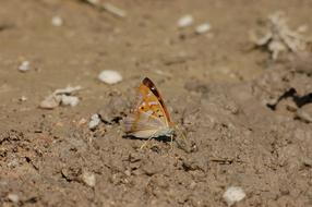 Butterfly Outdoor Insect