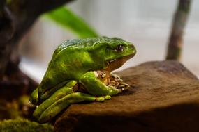 Aquarium Frog Tropical Colorful