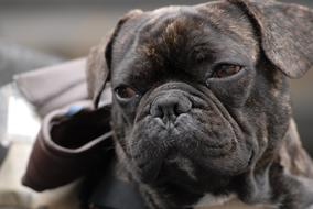 Dog Pug Cute