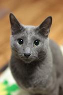 Russian Blue Cat Feline