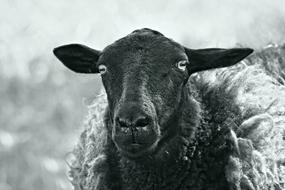 black fluffy sheep