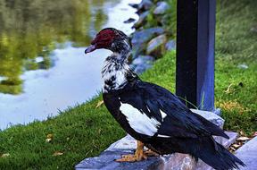 Muscovy Duck Waterfowl Animal
