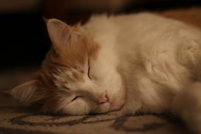 Maine Coon Cat