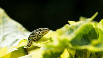 Lizard Green Animal