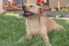 Dog Plays Chew