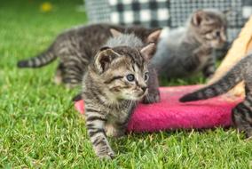 Cat Pet Play