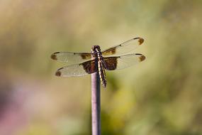 Dragonfly Insect Nature