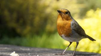 Robin Bird Garden Close