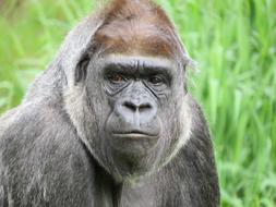 Gorilla Animal Monkey